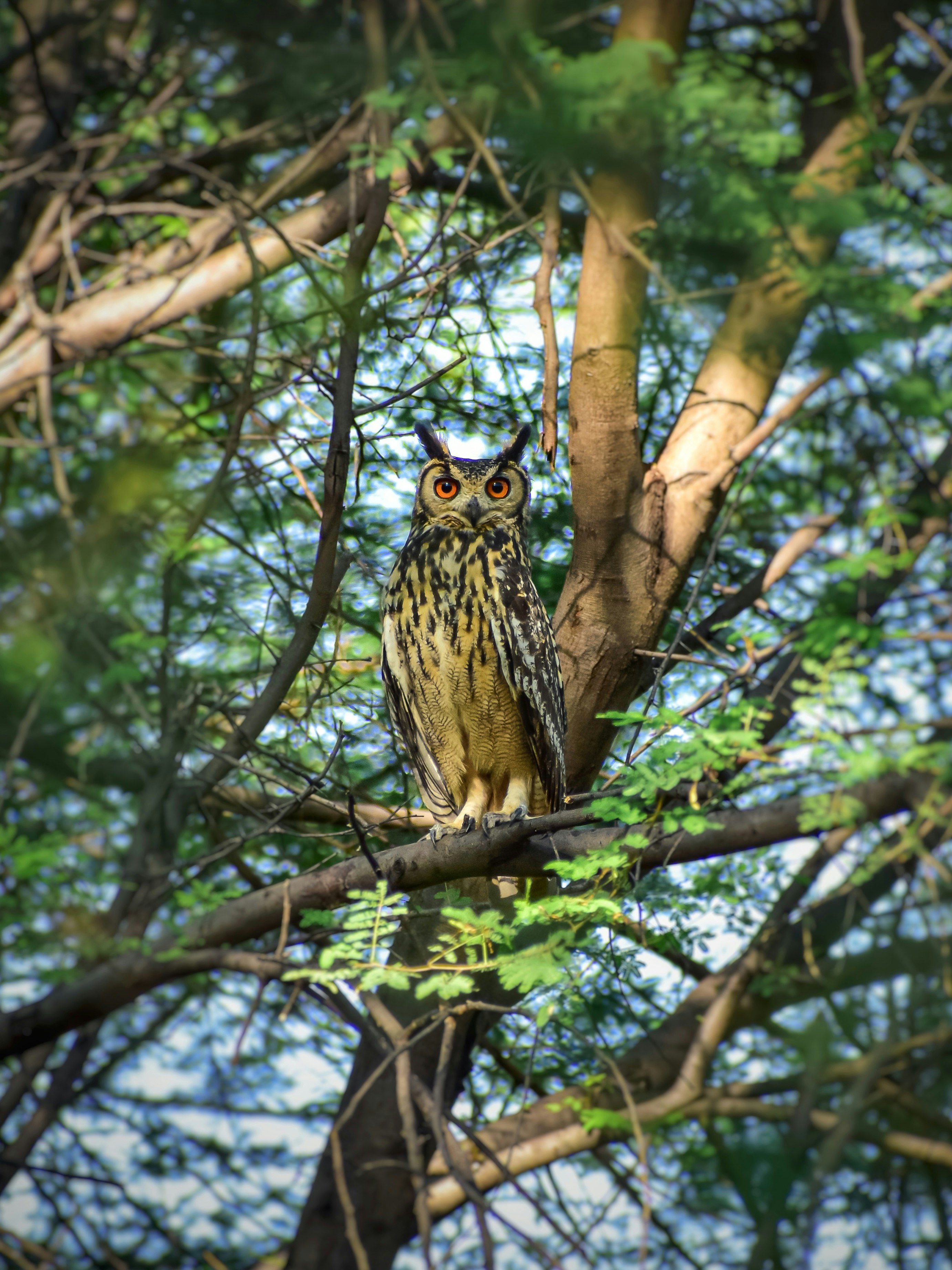 brown owl on tree branch during daytime